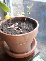 Check spelling or type a new query. Honeycrisp Apple Seedlings 390268 Ask Extension