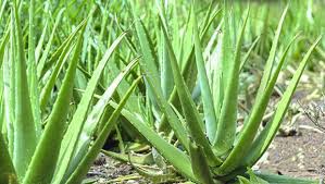 Bir çok sağlık durumlarında tıbbi ilaç tesiri gören aloe vera, evlerinizde bulunması g. Aloe Vera Ile Varis Tedavisi