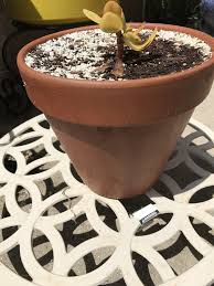 This cactus has been prone to tipping over (i don't think the roots were ever very strong) and the last time i had to upright it, i planted it deeper in the soil the roots weren't mushy or smelly when i took the cactus out of the pot. What Kind Of Soil Should I Use For My Cactus Quora