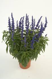 Image result for Salvia farinacea