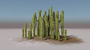 Repotting is best carried out in the spring, when cacti are. Large Cactuses Flyingarchitecture