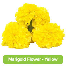 Free for commercial use no attribution required high quality images. Buy Fresho Marigold Yellow 1 Kg Online At Best Price Bigbasket