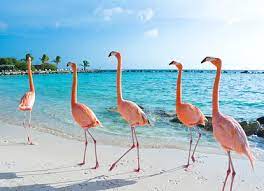 This flat island with no rivers is renowned for its white sand beaches and tropical climate moderated by. Aruba Tourist Information