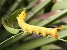 Image result for Entomology Studies