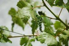 Wild grape vines are not much different than cultivated grapevines, except that they probably sprouted up from a seed instead of being planted. How To Prune Grapes How To Trim A Grapevine