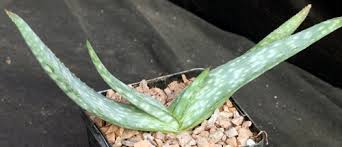 Image result for Aloe lateritia