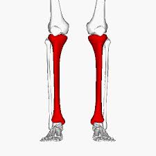 Major bones of the body. Tibia Physiopedia