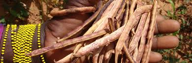 Image result for Alectra vogelii