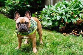 Frenchies are getting rather colorful these days. A Brown French Bulldog Puppy Outside Standing In The Grass Outside By J Danielle Wehunt