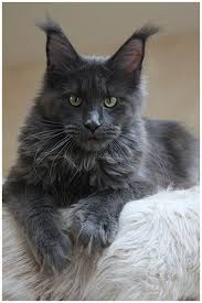 Black And Grey Maine Coon Kittens For Sale Pin On Maine Coons