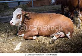 Cowshed Simmental Vaca Vaca Palha Dentro Jovem Cowshed Simmental Mentindo Canstock