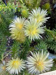 Image result for Phylica