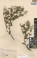 Image result for Aeollanthus suaveolens