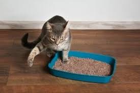 A closed litter box may look nicer and be better at keeping the smells in, but an outdoor cat may not like it. How To Spot And Solve Pesky Litter Box Problems