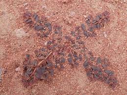 Image result for Euphorbia granulata