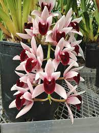 New Horizon Orchids Cymbidium Cymbidium Orchids Orchid Flower Beautiful Orchids