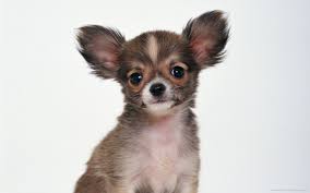 Baby Chiwawa Wallpapers Top Free Baby Chiwawa Backgrounds Wallpaperaccess A collection of the top 62 huawei wallpapers and backgrounds available for download for free. baby chiwawa wallpapers top free baby