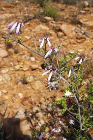 Image result for Felicia filifolia