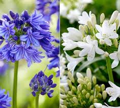Image result for Agapanthus codii