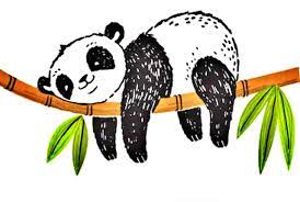 My real name is paco ► i'm a panda bear ► illustrator and cartoonist ► from guadalajara, méxico. 101 Gambar Sketsa Panda Lucu Paling Mudah Digambar Sindunesia