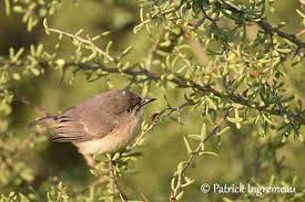 Image result for Newtonia