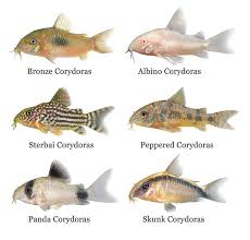 Aquariumfishtanksanimals Tropik Baliklar Balik Hayvanlar