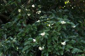 Image result for Craibia zimmermannii