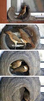 20 Unusual Bird Nests Built In The Weirdest Places Bird Nest Pet Birds Bird