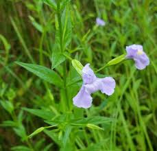 Image result for Scrophulariaceae