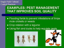 The social aspects include the behavior of customers, the limitations of culture; Control Of Rice Insect Pests G C Jahn