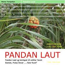 Maybe you would like to learn more about one of these? Paya Bakau Wannura