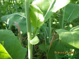 Image result for Platostoma coeruleum