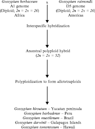Image result for Gossypioides kirkii