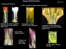 Image result for Apocynaceae subfamily Periplocoideae