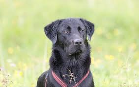 They are chocolate lab and husky mix. Golden Retriever Lab Mix Dog Breed Overview And Guide All Things Dogs All Things Dogs