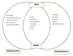 We did not find results for: Venn Diagram Key Comparing Prokaryotes And Eukaryotes Goes With Cells Part 1 Plant And Animal Cells Animal Cell Cell Parts