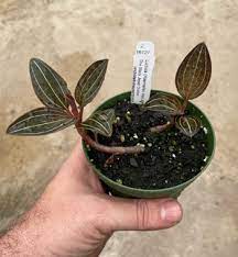 The orchidaceae have about 28,000 currently accepted species, distributed in about 763 genera. Ludisia Discolor Jewel Orchid Orchids By Hausermann