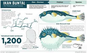 Menghilangkan racun ikan buntal dengan bapak cakra ahlinya. Ikan Buntal