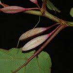 Image result for Begonia fusialata