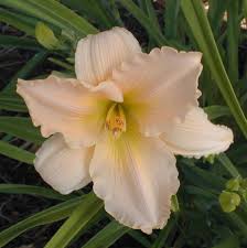 3 more photos view gallery. Stout Silver Medal American Daylily Society