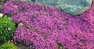 Creeping Thyme Seeds Magic Carpet Thymus Serpyllum Perfect For Edging The Flower Border Rock Gardens Walkways Patios And Containers Landscaping With Rocks Ground Cover Plants Creeping Thyme