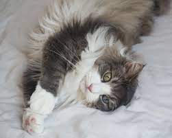 Grey and white cat breeds long hair. 8 Cute Pictures Of Norwegian Forest Cats