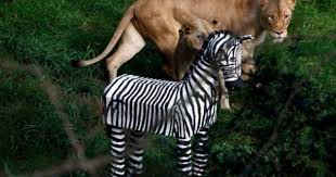 Zebra Was Part Of The Zoo S Animal Enrichment Program Which Aims To Stimulate Natural Behaviors Zoo Zoo Animals Animals