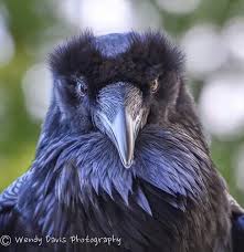 Big Black Bird With Black Beak Your Very Scary Daily Raven By Wendy Davis Photography Black Bird Black Bird Fly Pet Birds