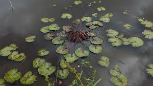 Image result for Nymphaea