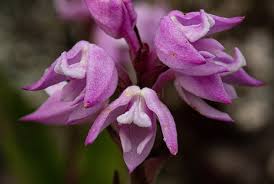 Image result for Polystachya valentina