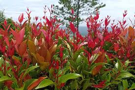 It also defoliates indian hawthorn, loquat, flowering and. How To Plant And Grow Red Tip Photinia Gardener S Path