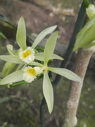 Image result for Vanilla roscheri