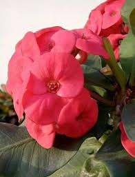 Definisi, jenis, dan cara hidup. Bunga Merah Berduri Euphorbia Steemit