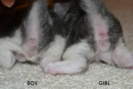 How old is your cat in human years? How To Tell Newborn Kittens Gender Newborn Kittens